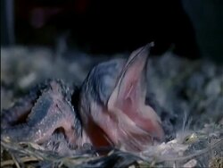 CU Swift chick, blind and featherless, in nest, UK Stock Footage