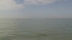 A bird flies toward the ocean where a dolphin surfaces. Stock Footage