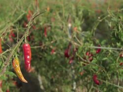 Shot of red chili pepper at vegetable garden Stock Footage