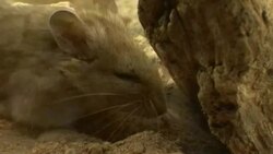 A mouse digs in the sand under driftwood. Stock Footage
