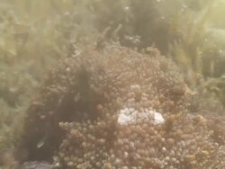 Common octopus underwater Stock Footage