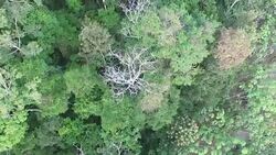 Aerial View of Peruvian Amazon and Jungle Stock Footage