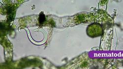 Avian Digestive System Instructional Video