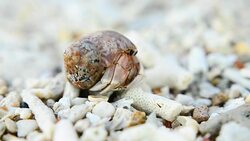 tiny Hermit crab will walk, if it safes Stock Footage