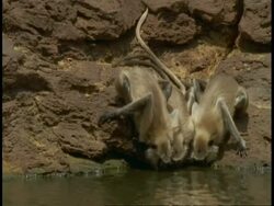 CU Hanuman Langurs, Semnopithecus entellus, drinking from lake, Bandhavgarh National Park, India Stock Footage