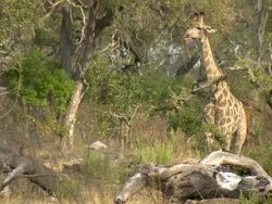 MS Shot of young giraffe standing still / Okavango Delta, North-West District, Botswana Stock Footage