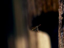 High speed Wasp flying Stock Footage