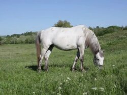 Whitehorse Stock Footage