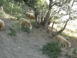 sheeps grazing in the mountains Stock Footage