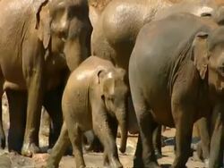 MS panning right across large herd of muddy elephants crossing river Stock Footage