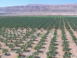 Aerial Date Palms in Judea Desert, Almog, Israel Stock Footage