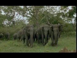Asian Elephants (Elephas maximus) herd in Bandipur Forest, India Stock Footage