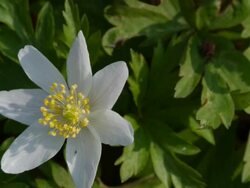 T/L Wood Anemone (Anemone nemorosa) flower turning to face sun - sun tracking, MCU, windy, UK woodland Stock Footage