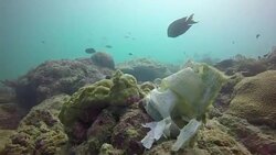 Underwater Footage - Plastic Refuse Caught in Reefs News Clip