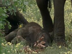 Baby African Elephant, Loxodonta africana, lying down covered in soil then standing up, Botswana, Africa Stock Footage