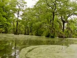 WS Side POV Shot of swampy river with cloudy skies / Manteo, North Carolina, United states Stock Footage