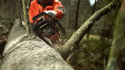 HD Super Slow-Mo: Cutting Limb Off A Tree Stock Footage