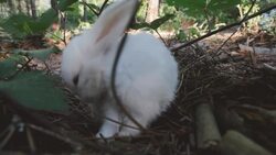 Cute white rabbit on a green grass Stock Footage