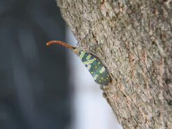 Fulgora candelaria Linnaeus Stock Footage