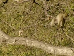 MS Chacma baboon observing surroundings from branch of tree / Okavango Delta, North West District, Botswana Stock Footage
