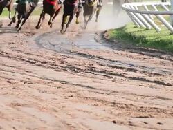 HD:horse race. Stock Footage