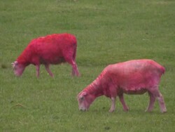 Bizarre, Pink Sheep Eats and Defecates, Poops Stock Footage