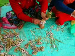 MS PAN Shot of women working arranging vegetables / Luang Prabang, Laos Stock Footage