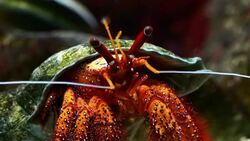 Hermit Crab Stock Footage