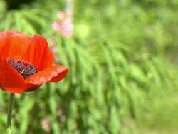 Poppy blowing in the wind Stock Footage