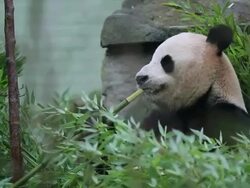MS R/F Tian Tian eating bamboo in enclosure  / Edinburgh, City of edinburgh, United Kingdom Stock Footage