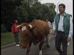 FRANCE: VERSAILLES: ANGRY CATTLE FARMERS ARRIVE AFTER 3 WEEK TREK News Clip