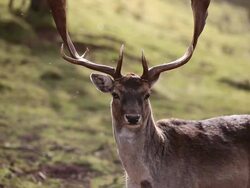  MS View of fallow deer  /  Kastel-Staadt, Rhineland-Palatinate, Germany Stock Footage