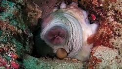 Giant octopus showed its eye and mouth in sand undersea Stock Footage