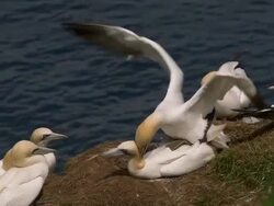 BEMPTON CLIFFS Stock Footage