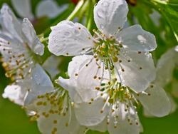 SLO MO Dew on the apple blossom Stock Footage