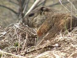 Groundhog Closeup Stock Footage