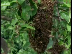 Honey bees swarm in tree Stock Footage