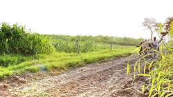 Farmer Riding Oxcart Near Green field in Rural India Stock Footage