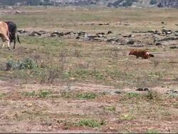Rare wolf conservation programme in Ethiopia News Clip