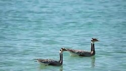 Bar-headed Goose Stock Footage