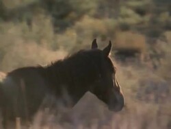 Wild mustang horses in Nevada News Clip