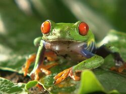 Medium Shot Front Angle - Red eyed frog facing camera, breathing / Costa Rica Stock Footage