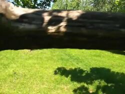 Crane Shoot Of Trees In The Park Stock Footage