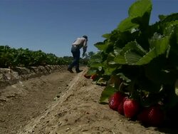Long shot of farmer picking strawberries. Stock Footage