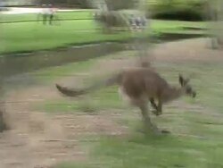Mother Kangaroo Stock Footage