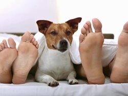 HD: Dog Lying Between A Couple In Bed Stock Footage