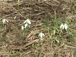 HD: Spring time Stock Footage