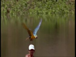 High speed - MS Man releasing Blue and yellow macaw, South America Stock Footage