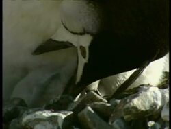 CU Chinstrap penguin feeding chick, Antarctica Stock Footage