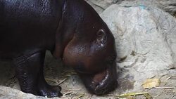 Pygmy hippo Stock Footage
